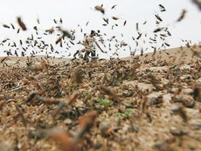 پیش‌بینی مبارزه با ملخ‌های بومی در سطح ۲۵۰ هزار هکتار