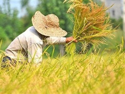 کشت برنج در کشور قراردادی می‌شود
