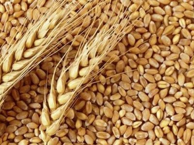 رشد ۲۸ دلاری قیمت گندم در یک روز