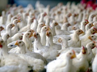 اعطای “آرین کارت” به تولیدکنندگان مرغ آرین