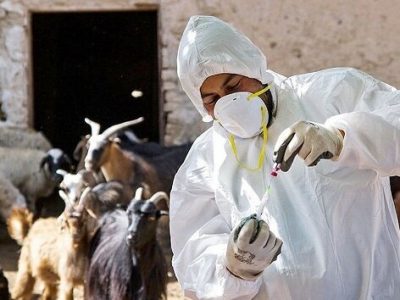 قیمت واکسن داخلی طیور، یک سوم وارداتی است