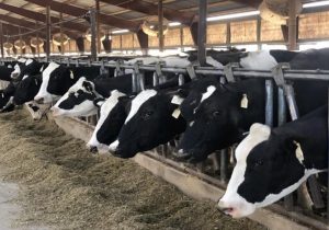 گزارشی از تلفات تب کریمه کنگو نداشتیم