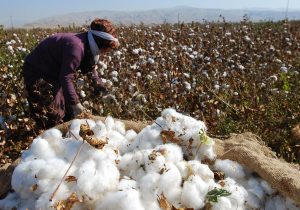 واردات این محصول باید صفر شود