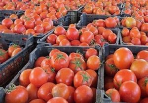 عرضه گسترده گوجه‌فرنگی با قیمت ۹ هزار تومان