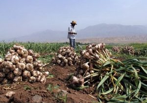 استفاده خارجیها از پژوهش محققان ایرانی در نتیجه بیتوجهیها