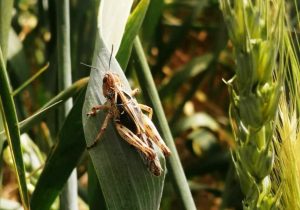 ملخ های مراکشی به دریاچه خشک پریشان کازرون هجوم آوردند