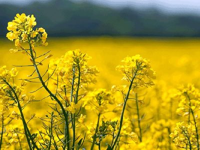 پیش‌بینی خرید بیش از ۶۰ هزار تن دانه روغنی کلزا در خوزستان