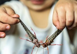 پای ملخ ها امسال به کشور نمی رسد