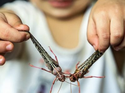 پای ملخ ها امسال به کشور نمی رسد