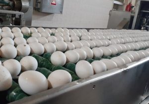 قیمت تخم مرغ در بازار کاهش یافته و زیر نرخ مصوب به فروش می رود.