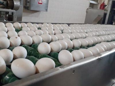 قیمت تخم مرغ در بازار کاهش یافته و زیر نرخ مصوب به فروش می رود.