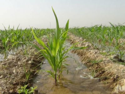 ۱۹ هزار میلیارد ریال بدهی کشاورزان خسارت دیده بخشوده شد