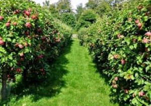 ۳۹هزار هکتار اصلاح و نوسازی باغات میوه‌های گرمسیری در سال ۱۴۰۰