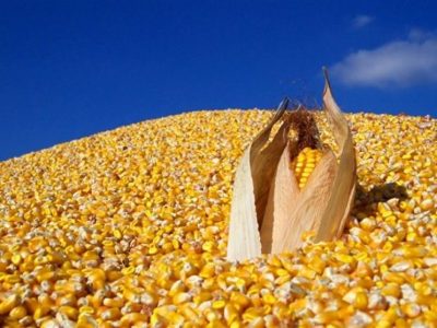 ذرت‌های آلوده در گمرک تبدیل به الکل صنعتی می‌شود