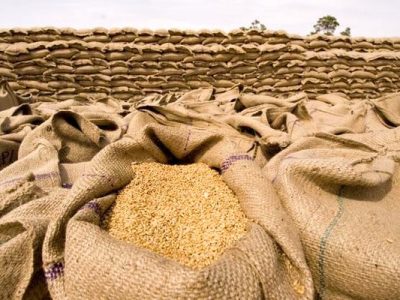 خرید گندم به مرز ۵۰۰ هزار تن رسید