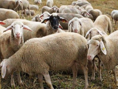 تامین ۱۰ درصد از نهاده عشایری و روستایی با ارز ترجیحی