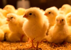 دریافت نهاده با ارز ترجیحی برای جوجه ریزی تا پیش از ۲۱ اردیبهشت