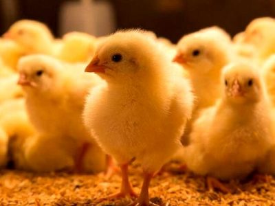 دریافت نهاده با ارز ترجیحی برای جوجه ریزی تا پیش از ۲۱ اردیبهشت