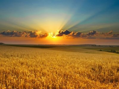 هشدار اوکراین درباره افزایش قیمت جهانی گندم