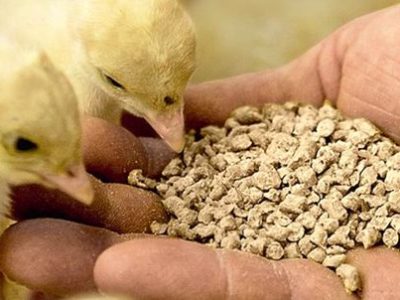 واردات ۵ هزار تن مونو کلسیم فسفات برای تکمیل جیره خوراک طیور ‌کشور