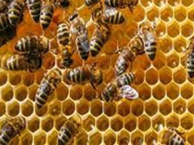 مشکلات زنبورداران کشور به بهانه روز جهانی زنبور