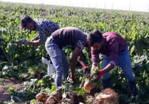 افزایش ۶۰ درصدی قیمت تضمینی چغندرقند