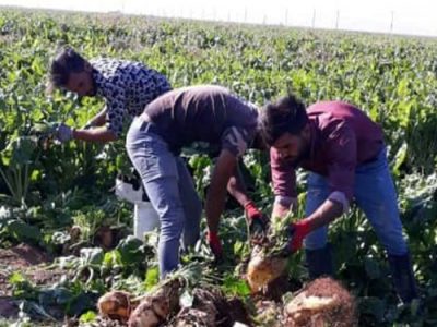 افزایش ۶۰ درصدی قیمت تضمینی چغندرقند