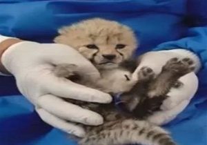 نظام دامپزشکی با مراقبت دامپزشک اندونزیایی از توله یوز ایران مخالفت کرد + سند