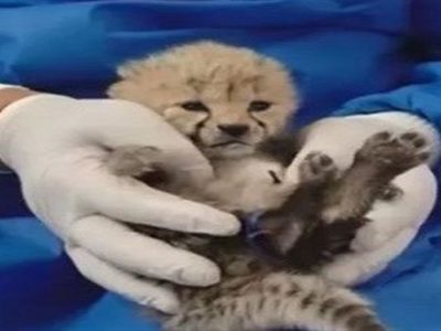 نظام دامپزشکی با مراقبت دامپزشک اندونزیایی از توله یوز ایران مخالفت کرد + سند