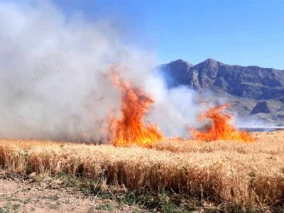 ۲۸ درصد گندم دنیا زیر آتش جنگ اوکراین