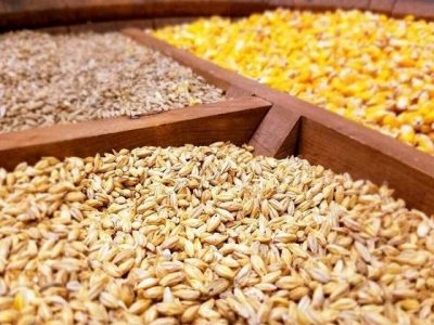 قیمت نیمایی نهاده های ذرت، جو و کنجاله سویا در سامانه بازارگاه اعلام شد
