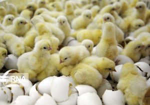 تسهیل در صادرات با حذف تعرفه مرغ، تخم‌مرغ و جوجه یک‌روزه