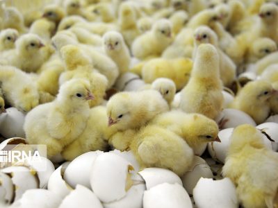 تسهیل در صادرات با حذف تعرفه مرغ، تخم‌مرغ و جوجه یک‌روزه
