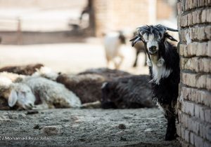 قیمت هر کیلو دام سبک ۷۰ هزار تومان