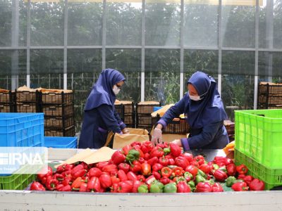صادرات ۴۳۷ هزار و ۵۲۲ تن محصول کشاورزی از خوزستان به خارج از کشور