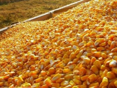 آغاز بارگیری و انتقال ۵۰۰ هزار تن ذرت دامی به استانها