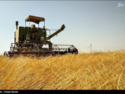 خرید گندم درسیستان و بلوچستان از مرز ٣٠ هزار تن گذشت