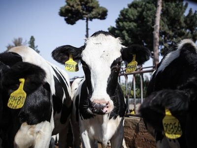 صدور دامدارکارت با اعتبار ۲۶۳ هزارمیلیارد ریالی در جریان است