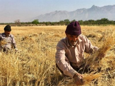 افزایش ۴ درصدی قیمت جهانی گندم در پی ممنوعیت صادرات هند