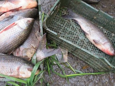 جزییات تامین سرمایه در گردش فعالیت‌های شیلاتی اعلام شد