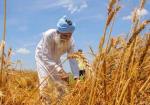 آیا افزایش قیمت آرد فقط مربوط به ایران است؟