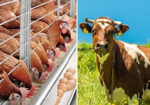 قیمت خوراک دام علیرغم رشد هزینهها افزایش نیافته است