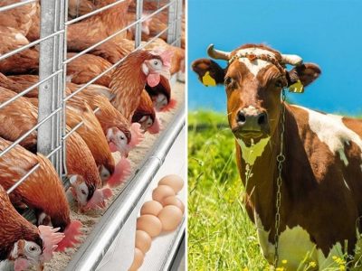 قیمت خوراک دام علیرغم رشد هزینهها افزایش نیافته است