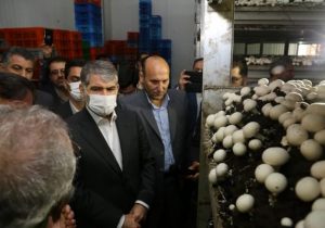 وزیر جهاد کشاورزی از مجتمع کشت و صنعت قارچ ملارد بازدید کرد