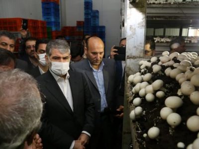 وزیر جهاد کشاورزی از مجتمع کشت و صنعت قارچ ملارد بازدید کرد