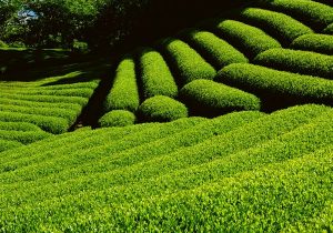 امروز ۴۴.۵ میلیارد تومان از مطالبات چایکاران پرداخت شد