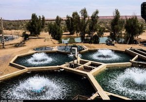 همکاری ایران و عمان برای تولید و سرمایه گذاری مشترک تولید محصولات شیلاتی