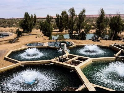 همکاری ایران و عمان برای تولید و سرمایه گذاری مشترک تولید محصولات شیلاتی