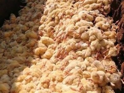 تمام جوجه‌های یک‌روزه مازاد خریداری می‌شود