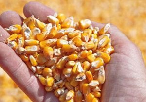 رشد ۱۸٫۵ دلاری قیمت خوراک دام و طیور در بازارهای جهانی